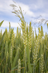 小麦玉米农村蓝色农场环境收成耳朵土地面包植物图片