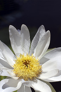 近身盛开的白莲花植物热带植物学植物群季节美丽花瓣绿色荷花黄色图片