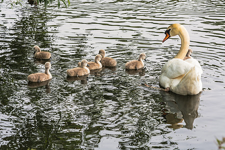 白天鹅与塞格涅茨翅膀家族鸭鸟防御孩子宝宝旅游游泳积水动物图片