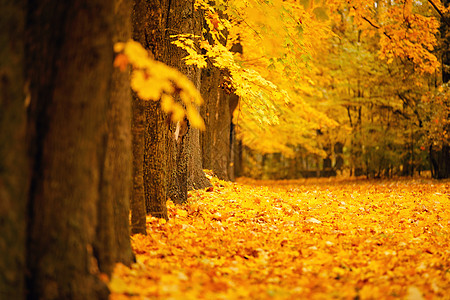 10月秋秋 多彩的公园橙子国家季节长椅晴天季节性叶子红色黄色树木图片