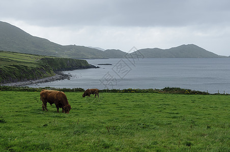 爱尔兰爱尔兰海岸景观牛肉海洋海岸线农村动物牧场风景动物群天空场景图片