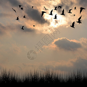 草和鸟的环形风景图片