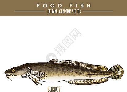 Burbot 海洋食物鱼类图片