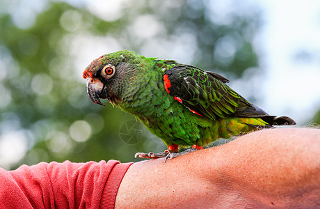 在动物园表演期间 游客手臂上的多彩鹦鹉图片