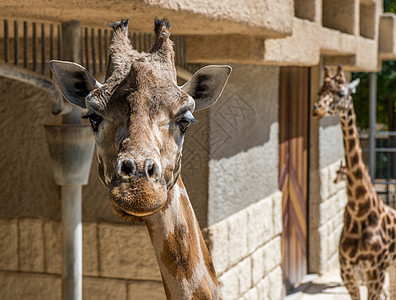 在动物园被孤立的长颈鹿头部图片