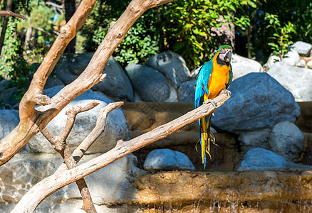 蓝和黄金刚鹦鹉阿拉阿拉拉乌纳 麦考鹦鹉公园森林异国金刚鹦鹉宠物鸟舍眼睛情调荒野生活图片