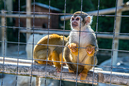 两只猴子关在动物园的笼子里图片