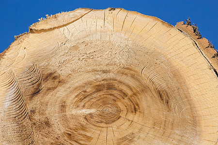 紧闭在树干上的橡木森林木材资源材料薪柴碎片木工人库存砖块加工图片