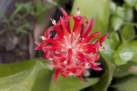 菠萝花植物图片