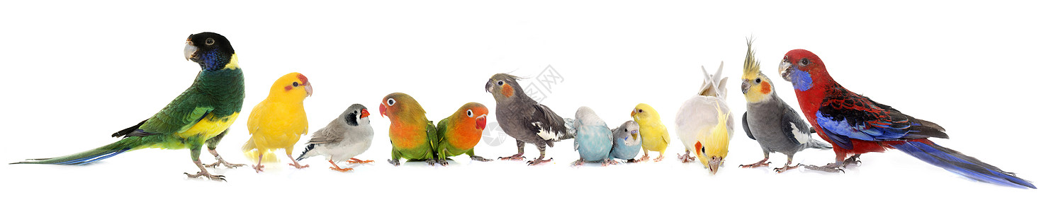 鸟类群红色爱情动物灰色蓝色鹦鹉团体虎皮工作室男性图片