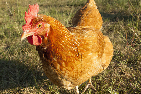 免费野地鸡鸡腿女性农业眼睛红色羽毛家禽梳子动物母鸡图片