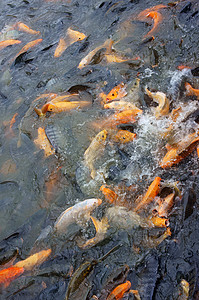 越南养鱼农业鲤鱼人群养鱼场海鲜鱼缸农场钓鱼渔业鱼池图片