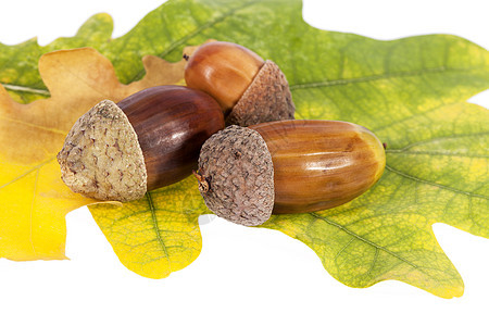 秋色的橡树叶上的橡子 紧闭落叶树木植物学季节性坚果橡木植物水果团体黄色图片