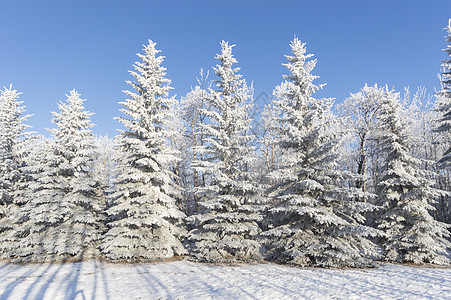 冬季阳光季节冻结太阳美丽森林降雪场地场景木头图片