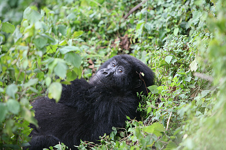 非洲热带森林 卢旺达非洲热带森林野大猩猩动物宠物荒野力量灵长类眼睛哺乳动物大猩猩雨林野生动物林地图片