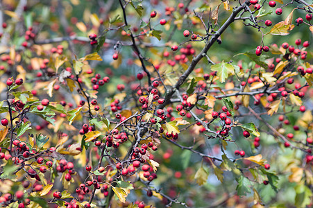 胡须果实的果实季节植物群花园红色团体荒野水果植物叶子绿色图片