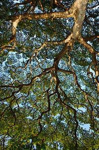 古树的树枝生态光合作用天空分支丛林森林大树绿色植物环境场景图片