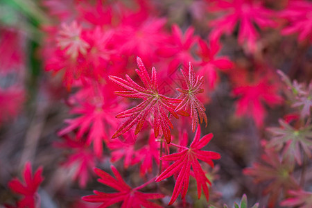 含紫色和红色秋叶叶的花香背景图片