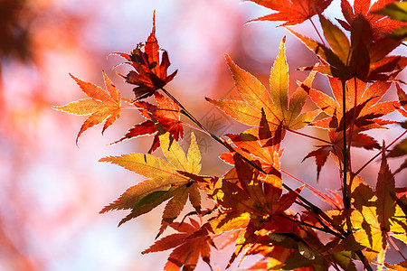 秋天的背景照片步伐风景水平辉光季节性晴天黄色叶子阳光图片