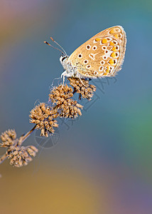 蓝蓝色多色成像普通蝴蝶野生动物紫色天线植物动物触角居住生物学动物群昆虫学图片
