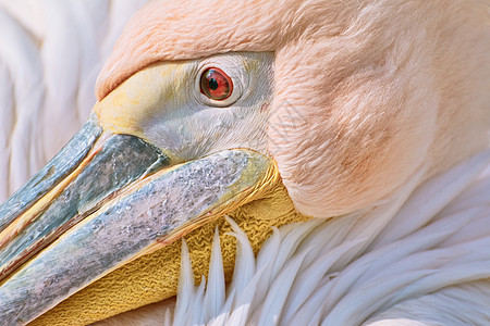 佩利坎的肖像动物群玫瑰荒野账单水禽鸟类喉囊野生动物羽毛水鸟图片