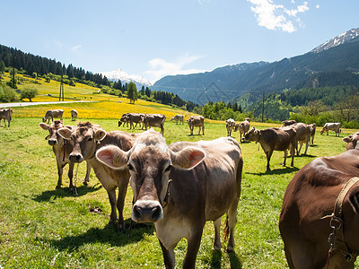 牛牛放牧牛奶场地家畜干草山脉牧场动物草地哺乳动物金属图片