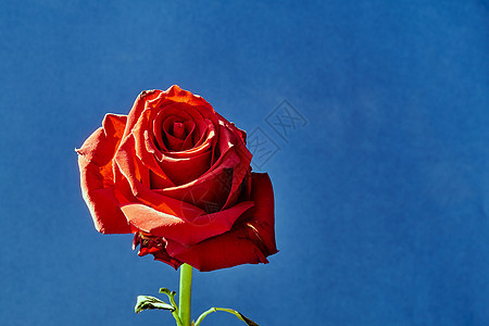 美丽 红玫瑰花朵红色花瓣玫瑰叶子绿色蓝色植物群植物图片
