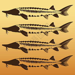 鱼子酱概念设计早餐味道奢华插图钓鱼标识鳟鱼打印贴纸鱼子图片