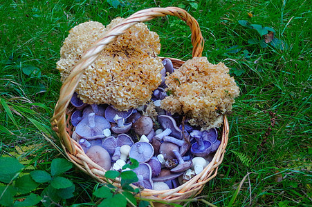 在篮子里摘取的可食食食森林蘑菇生长草地菌丝体收成植物木材饮食草本植物环境烹饪图片