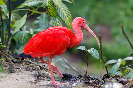 马来西亚吉隆坡鸟园红色ibis 马来西亚吉隆坡图片