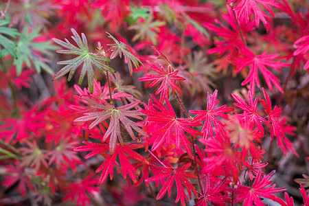 红色 紫色和绿色秋天淡化的花朵背景图片