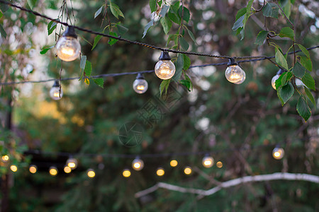树上挂着照明灯泡的装饰性电动节日b图片