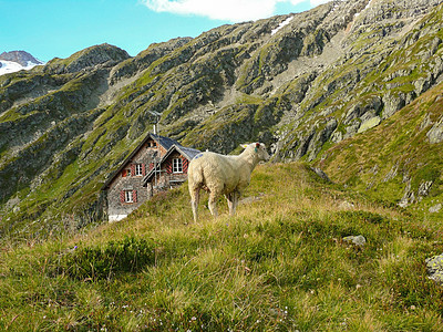 高山冰川山脉上的羊群 在瑞士的Gauli家附近图片