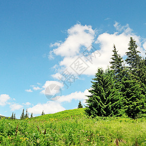 与蓝天相对的风雪山峰天空顶峰灌木森林旅行野生动物爬坡风景枞树云杉图片