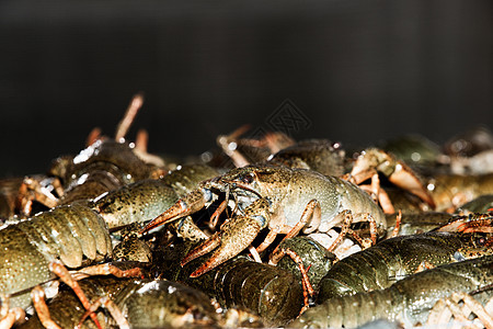 活生生的龙虾闭合天线动物宏观食物生活甲壳螃蟹海鲜营养美食图片