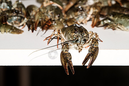 活生生的龙虾闭合营养宏观海鲜贝类熟食螃蟹淡水食物野生动物美食图片