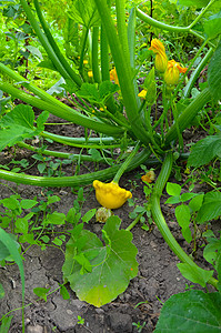 在花园种植的Patisson植物水果幼苗园艺藤蔓蔬菜食物生长葫芦叶子灯泡图片