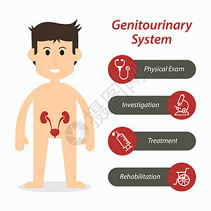 泌尿生殖系统和医疗线图标平面设计图片