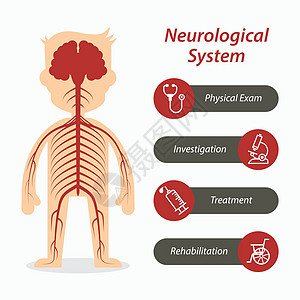 神经系统及医疗线图示图片