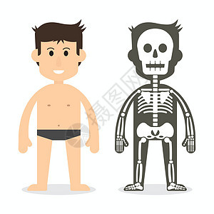 人体和骨骼系统(平板设计)图片
