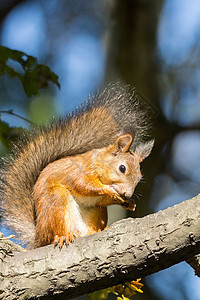 松松鼠在树上公园荒野棕色哺乳动物野生动物红色森林动物眼睛毛皮图片