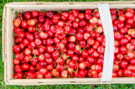 来自生物园的有机樱桃甜点采摘饮食收成生产女士花园农业浆果叶子图片