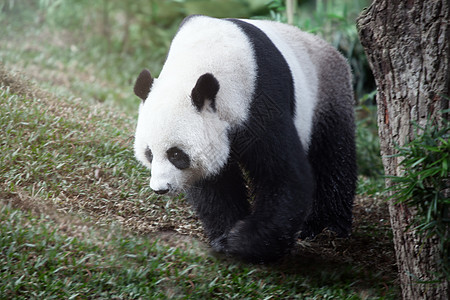 熊猫树木公园栖息地哺乳动物乐趣荒野竹子动物园动物绿色图片