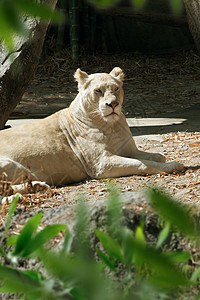 狮子狮狮子动物园荒野动物国王休息母狮猎人捕食者野生动物图片