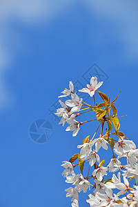 蓝天的白樱花开花白色多云树叶樱花季节绿色花朵天空蓝色图片