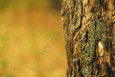 森林中孤单的松树地壳图片