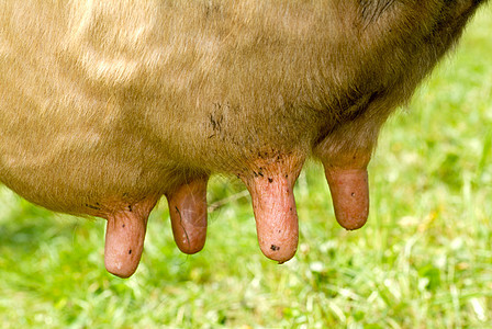 牛的乌面农场草地牛肉奶牛奶制品环境动物草原哺乳动物农田图片
