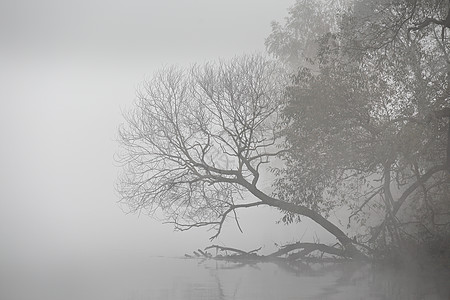 秋雾的清晨 薄雾河黎明森林旅行风景季节反射木头天空环境公园薄雾图片
