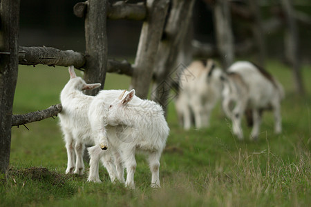 山羊眼睛国家天气毛皮家畜土地食物动物农村生态图片