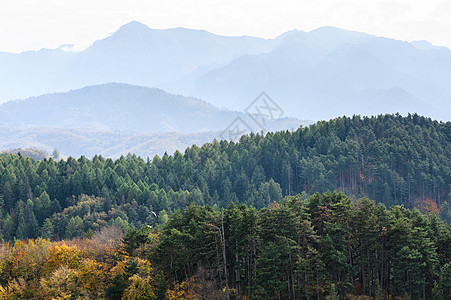 秋季森林山地景观下雨黄色树木松树叶子木头风景针叶季节通道图片